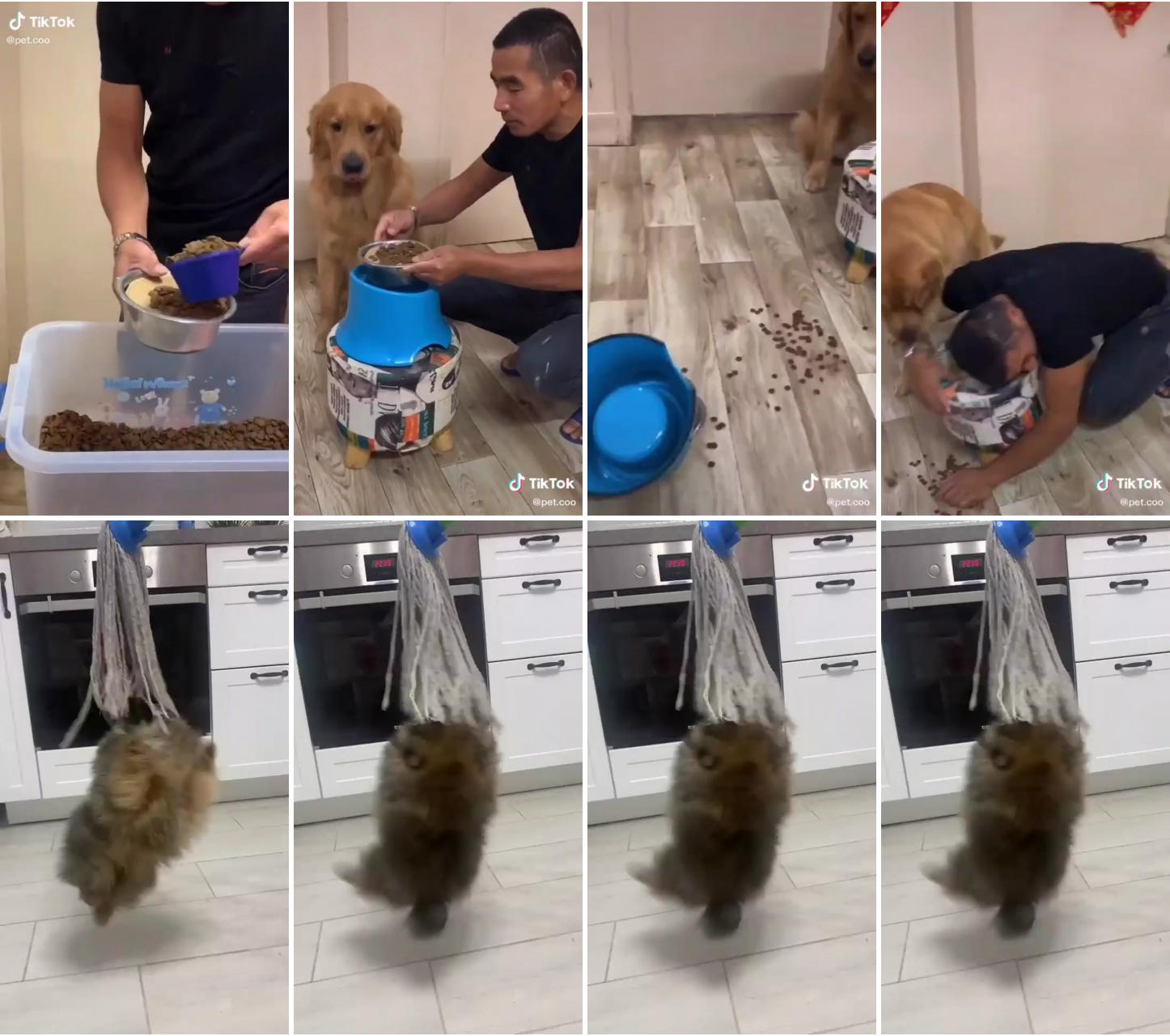 Insane, how smart and funny this dog ; when your dog likes to bite the mop and won't let go, how many times has this happened, funny dogs