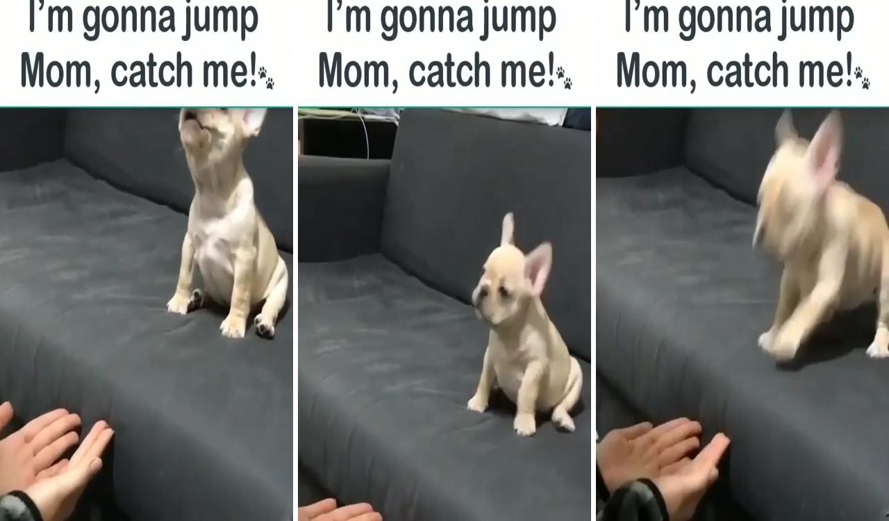 Jump jump jump; funny dog memes