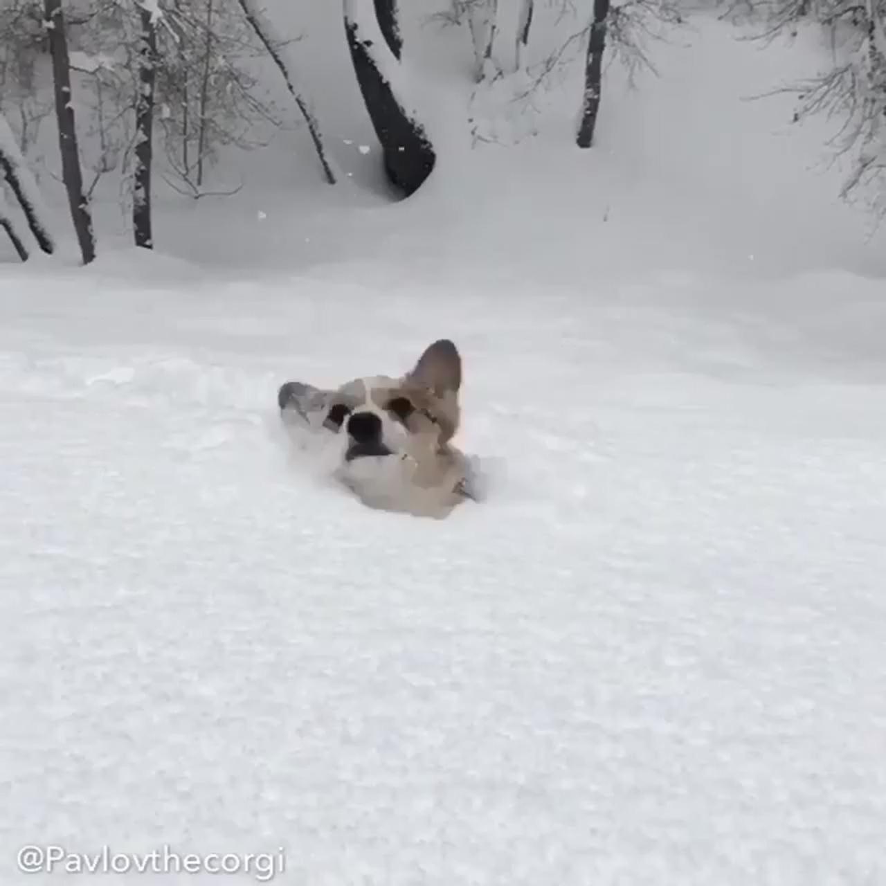 Just a cute corgi enjoying snow ; please vet, be nice with mee