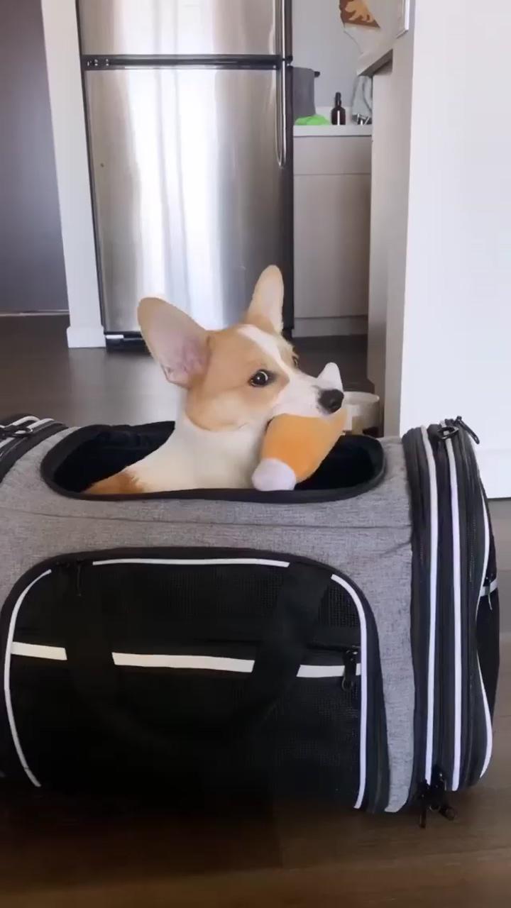Just packing the essentials they said, and here is mine; i'm hungry, please give me some food please hooman