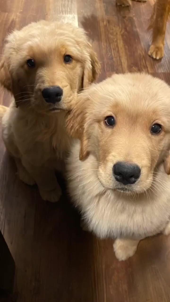 Kisses, cutest kiss; cute little puppies