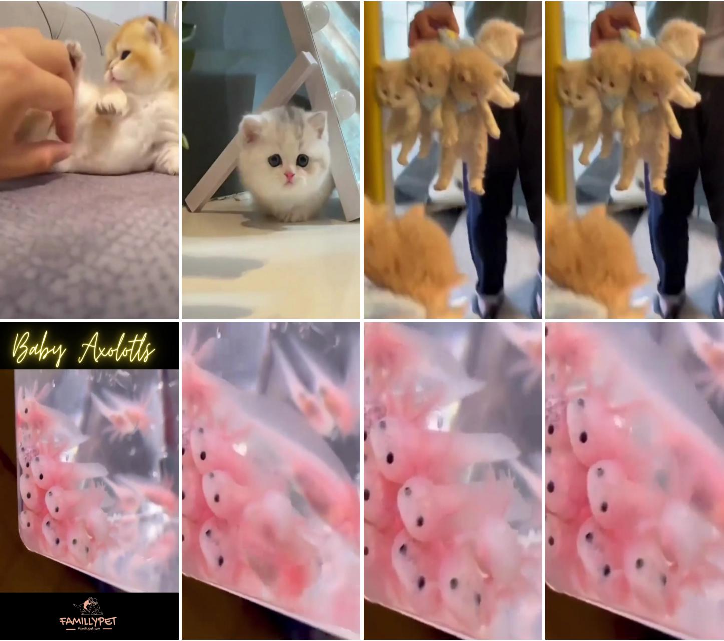 Kitty comedy: cats being hilariously cute; the cutest baby axies ever