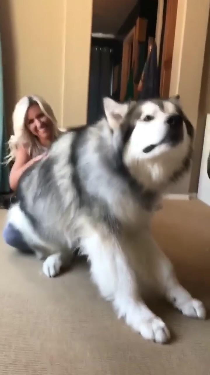 Large alaskan malamute dog like massage from his mom, funny dog video; oh wow he worked for that nug