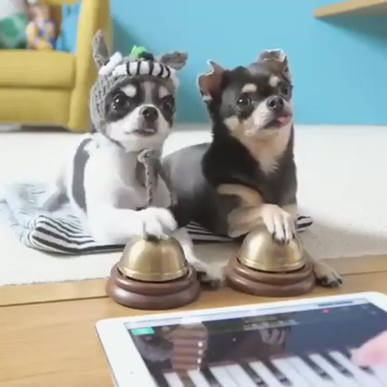 Learning music; cute funny dogs