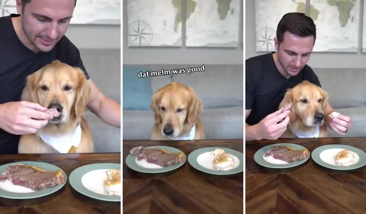 Leaving my dog with steak and chicken, food training,; dogs golden retriever