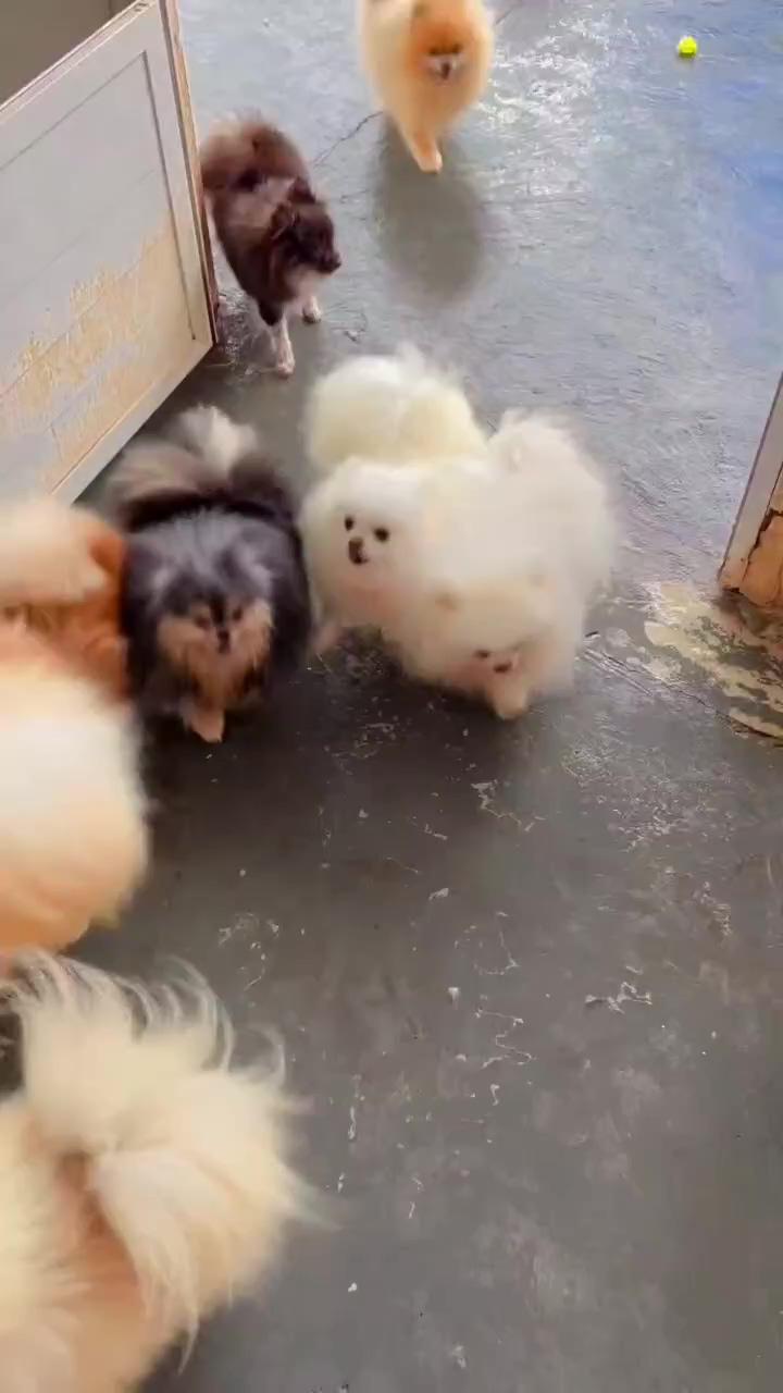 Let us in now; cute puppy