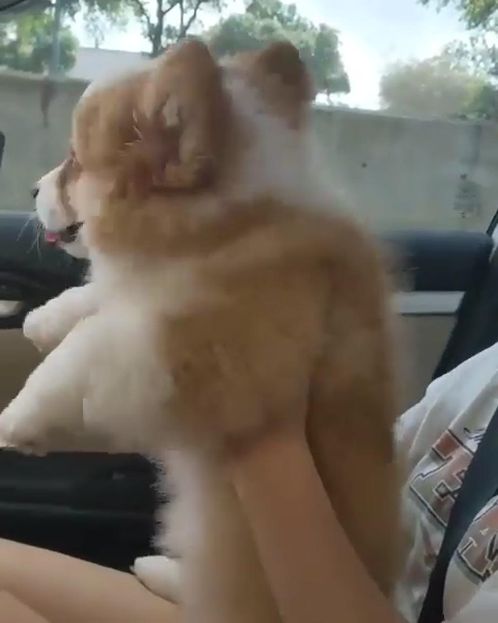 Let's go mom, i can't wait; cute corgi puppy
