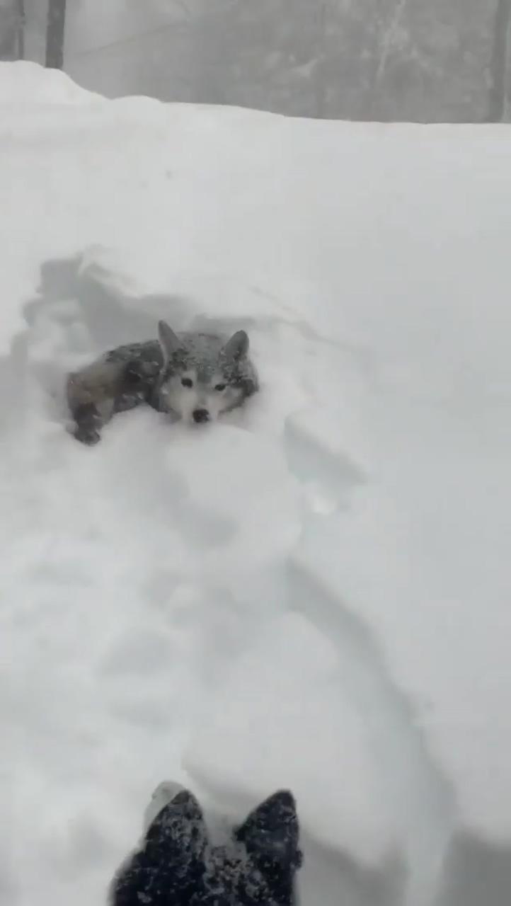 Let's play in the snow ; cute wild animals