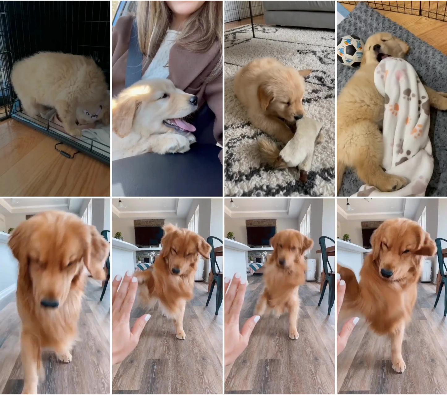 Life with golden retriever puppy be like; come those 5 #loveanimals #dogs