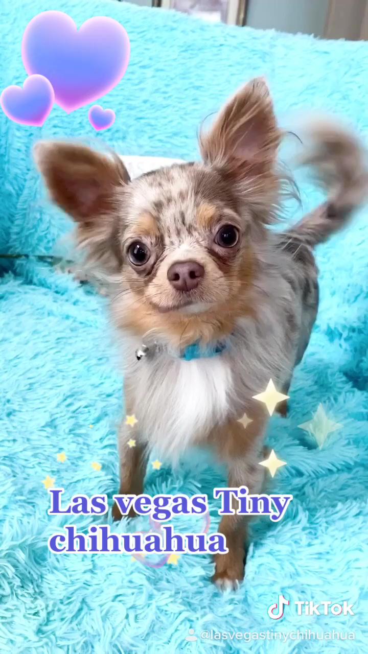 Lilac merle longhair chihuahua from las vegas tiny; top 14 best chihuahua beds: caves, cots, and more