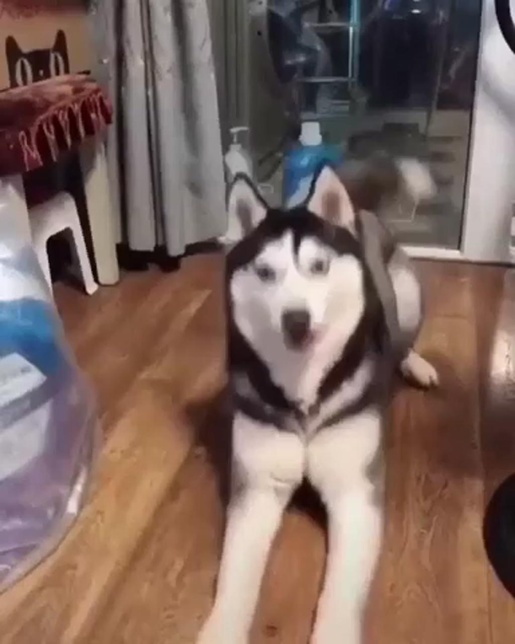 Lol :d; funny husky refuses to leave food store