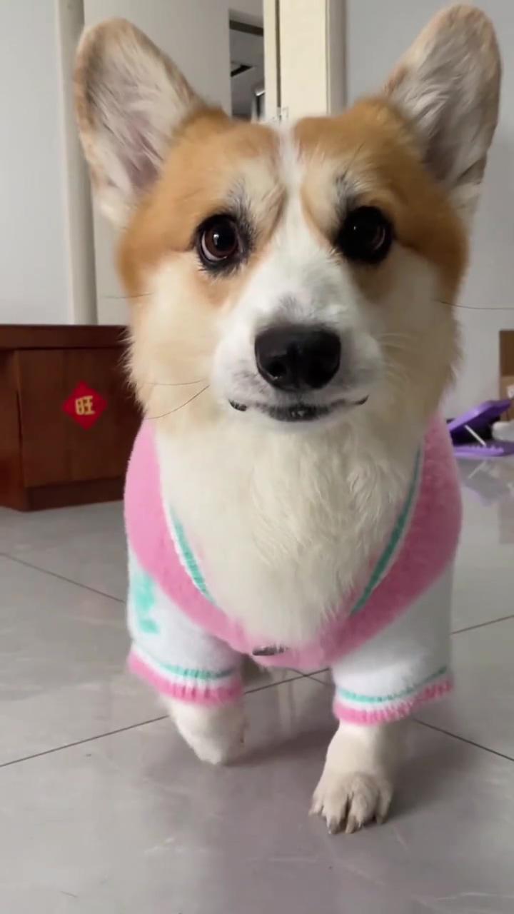 Look corgi ootd it's a pink sweater so cute | funny animal videos