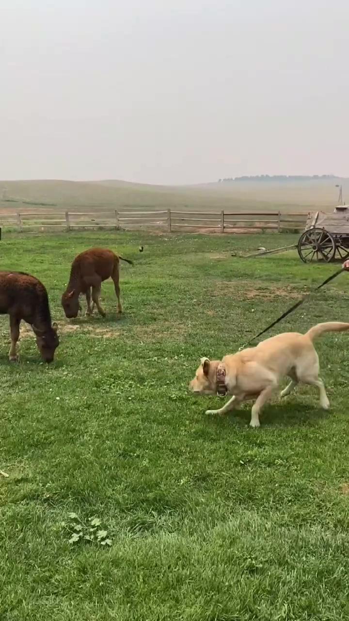 Magnus kissed a baby bison | the war between dog and cat who should be in the middle