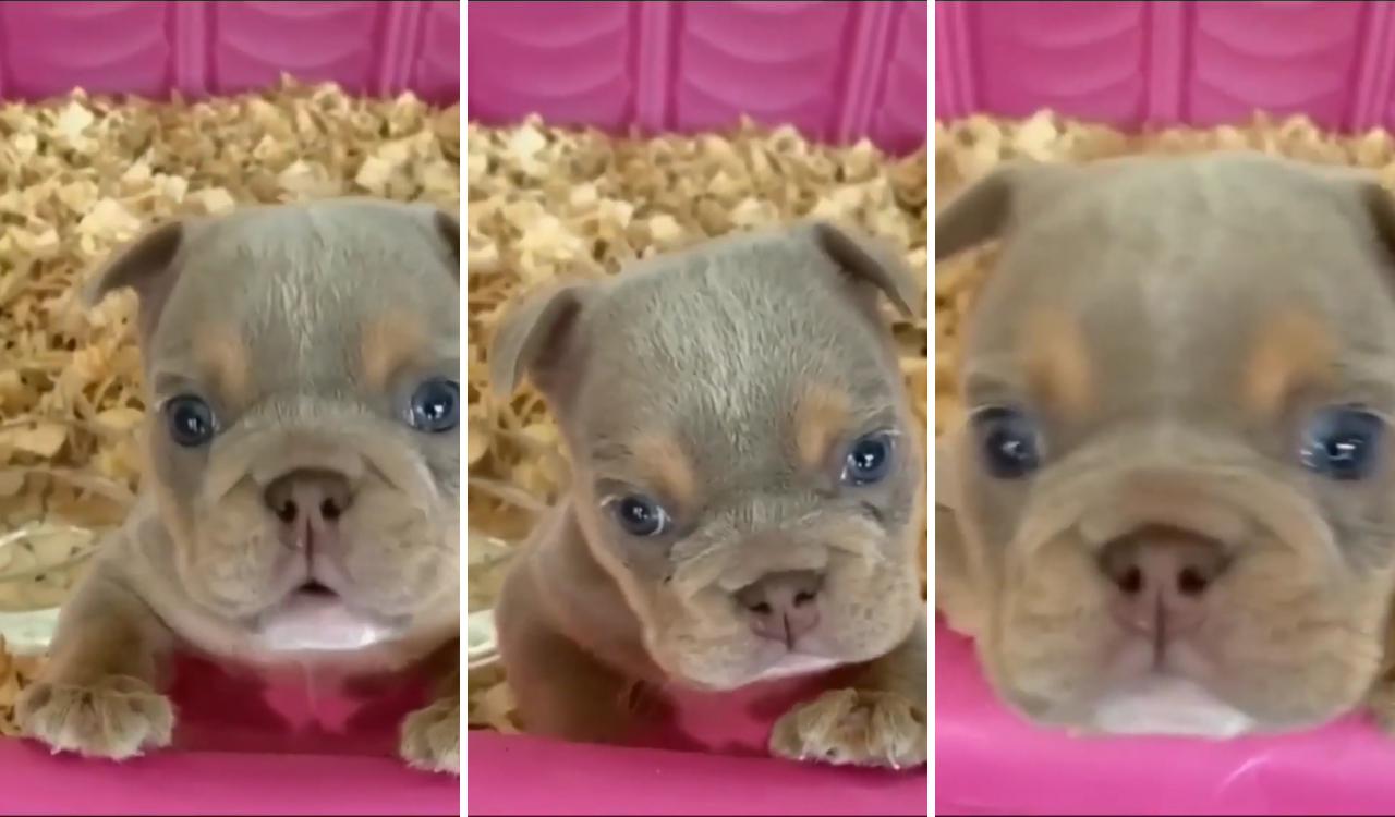 Me trying to sound tough; cute bulldog puppies