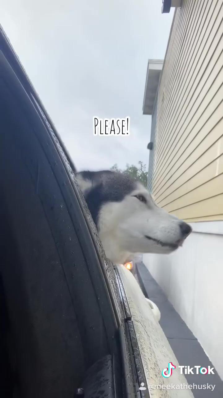 Meeka does this every time we go to starbucks; he was too stunned to speak