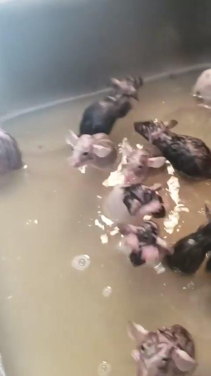Mice taking a bath; funny rats