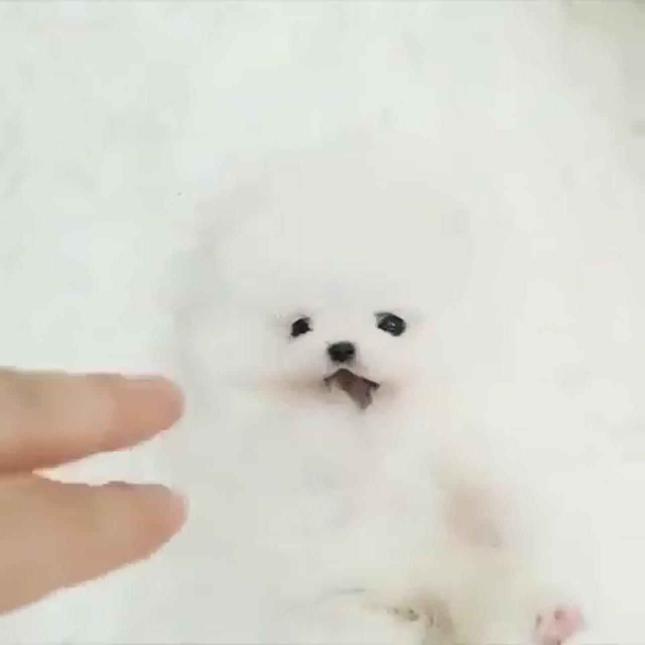 Micro pom; cute fluffy dogs