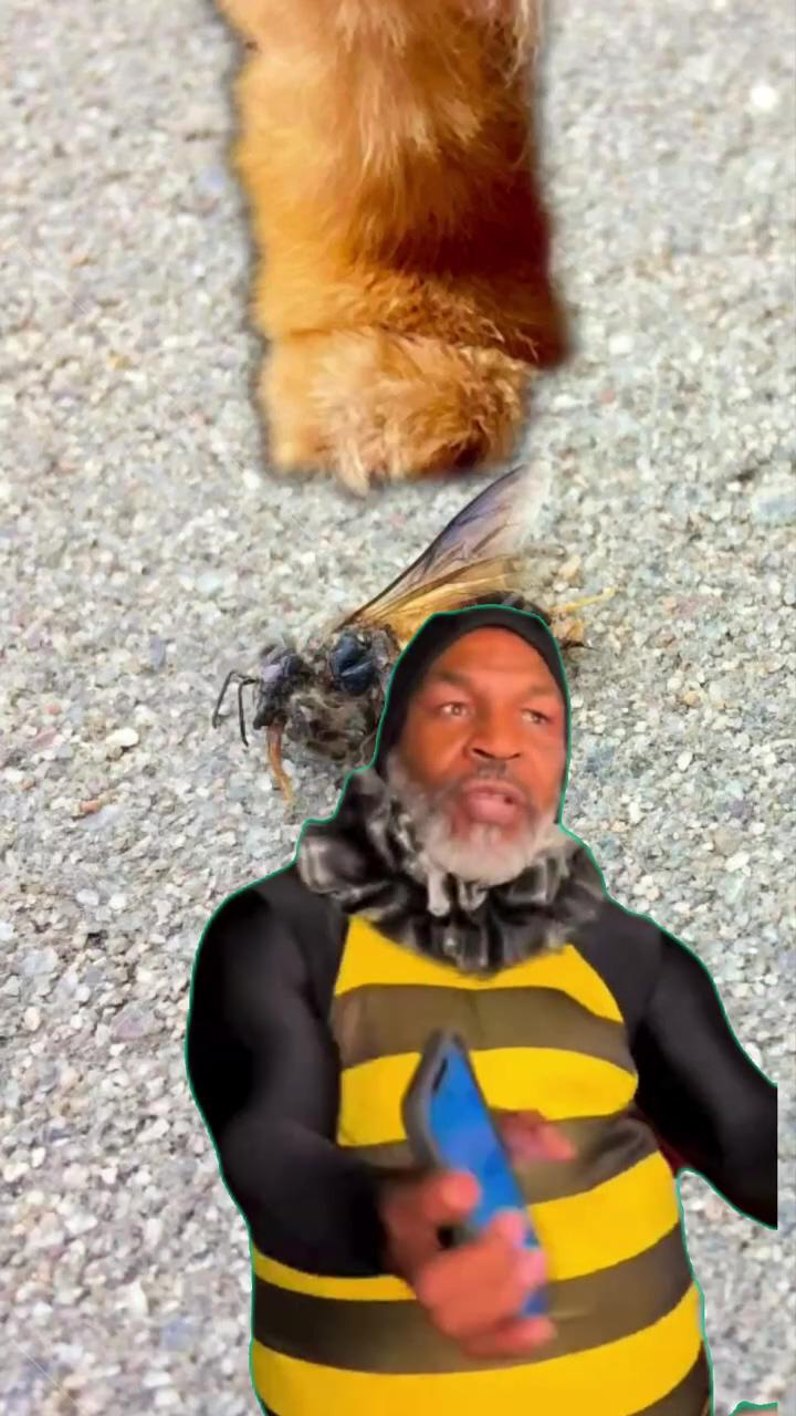 Mike tyson bee, my dog stepped on a bee | do dogs remember their owners