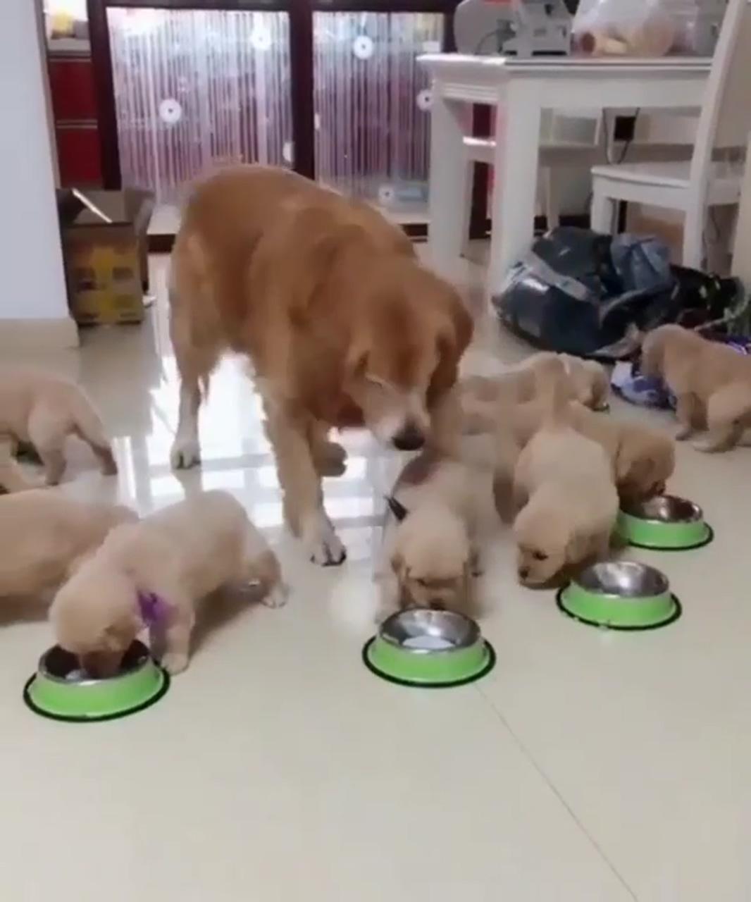 Mom make sure of that all of her offsprings eat; really cute puppies
