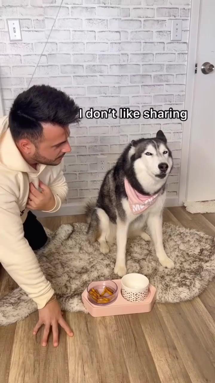 More eating my husky's food from her bowl prank; don't ignore me