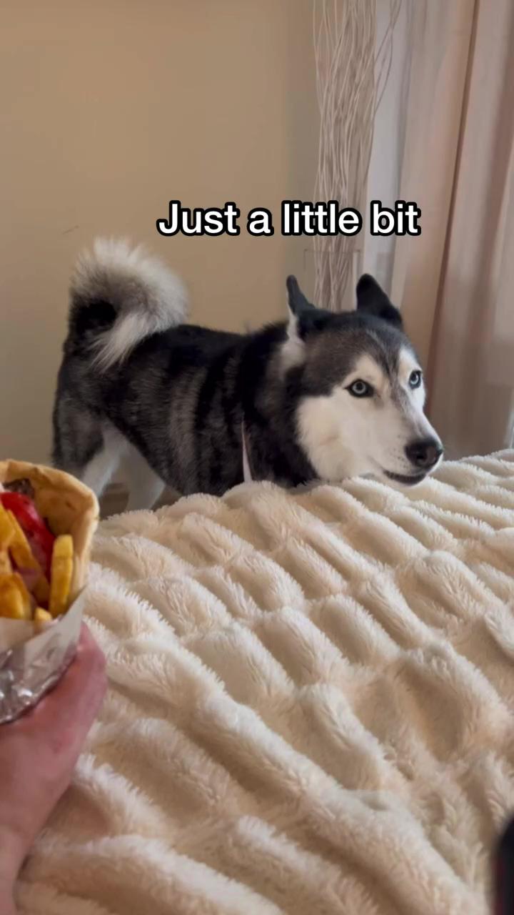My husky argues to eat my food siberian husky cute dogs funny animals; wowowow