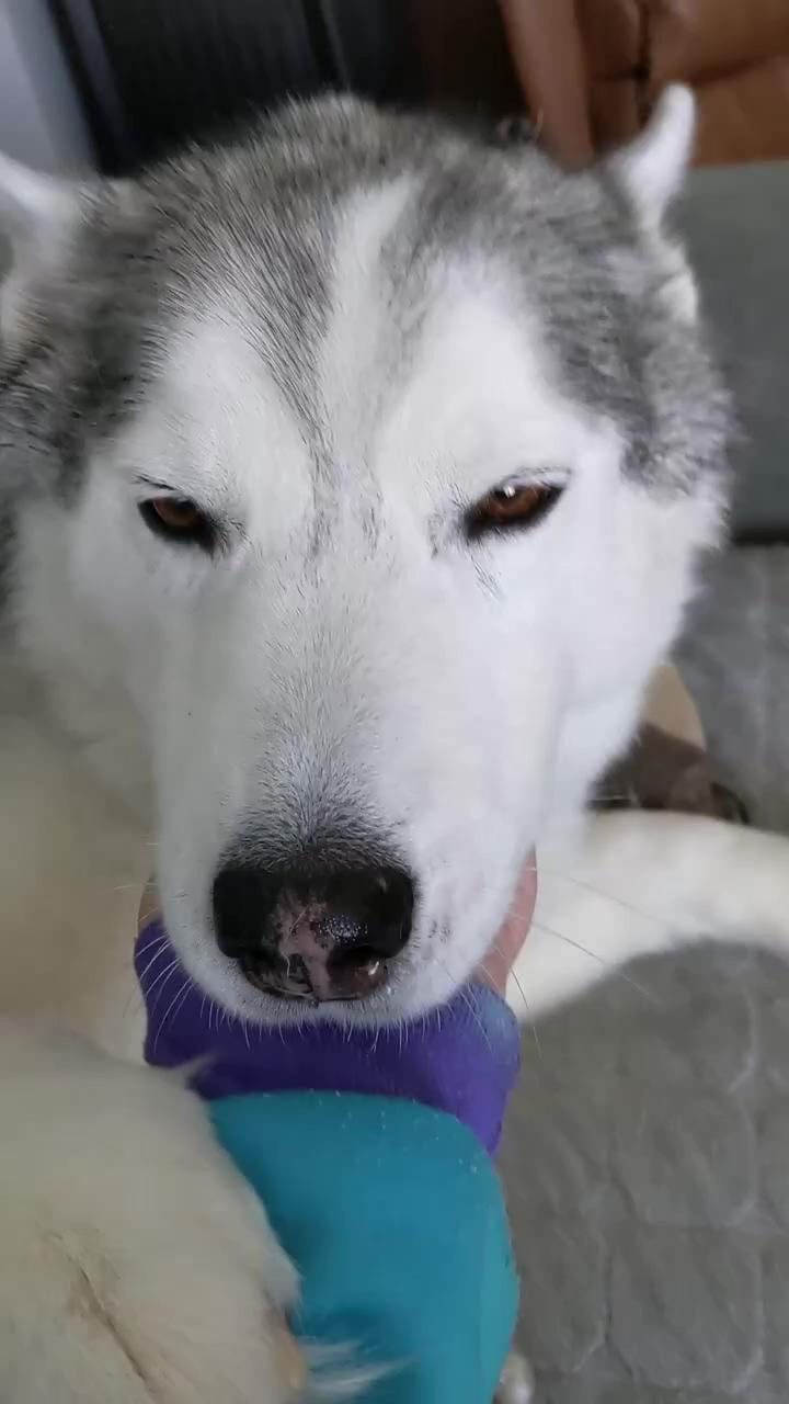 My husky demands some love shadow puppy; let's go mom, we are about late