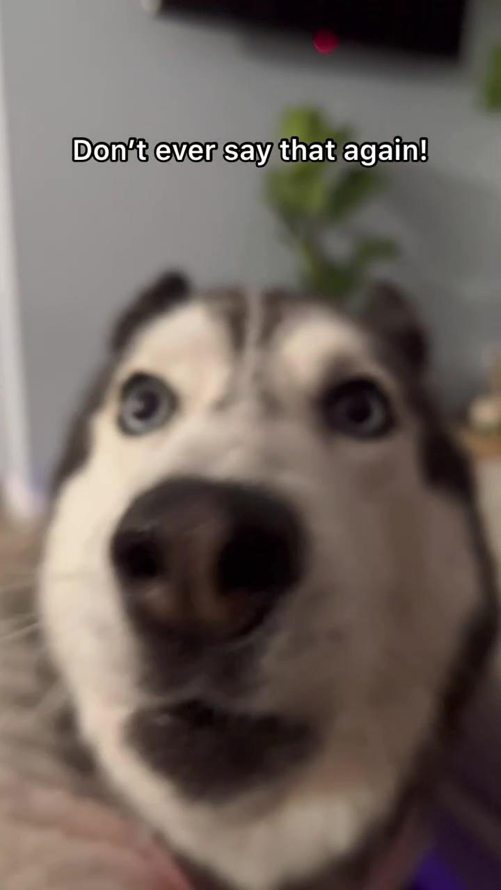 My husky responds to hate comments; funny mimicking dog, entertainment
