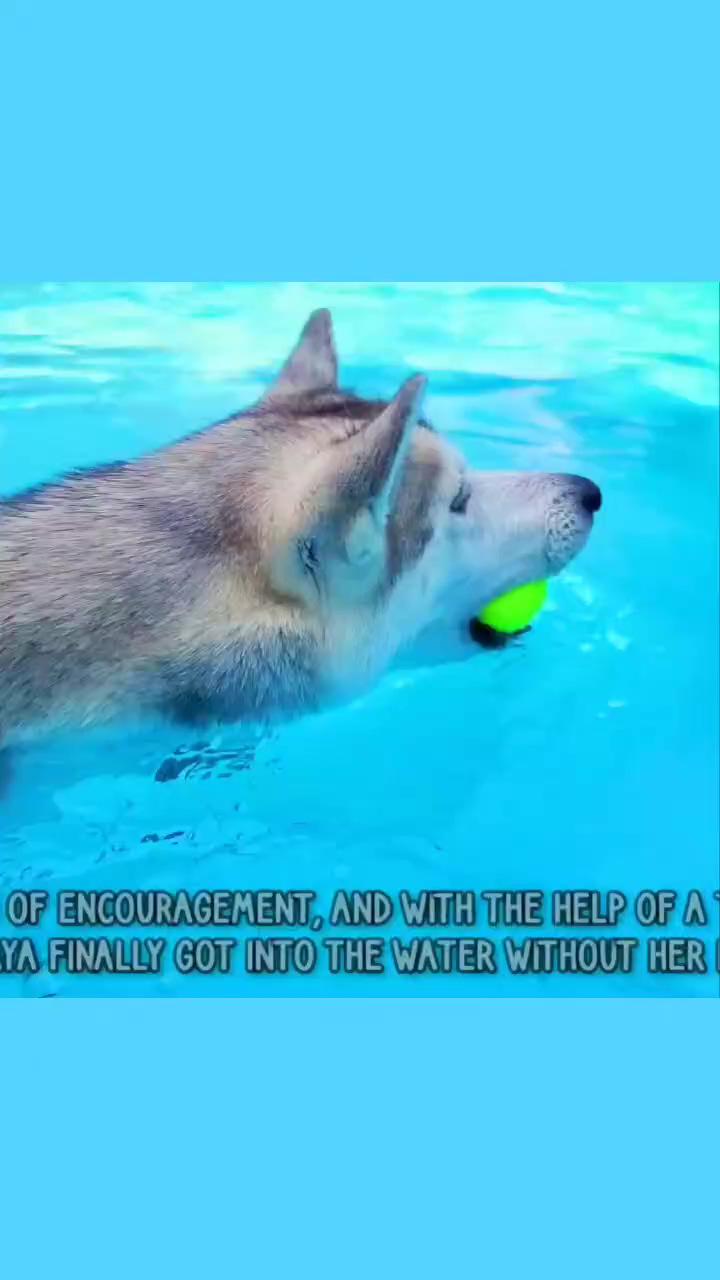 My husky screams at the pool because she "can't" swim skaya; really cute puppies