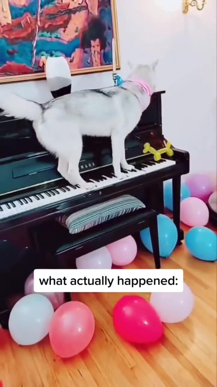 My husky went crazy at her birthday party shocking footage; would you want to get this big dog  