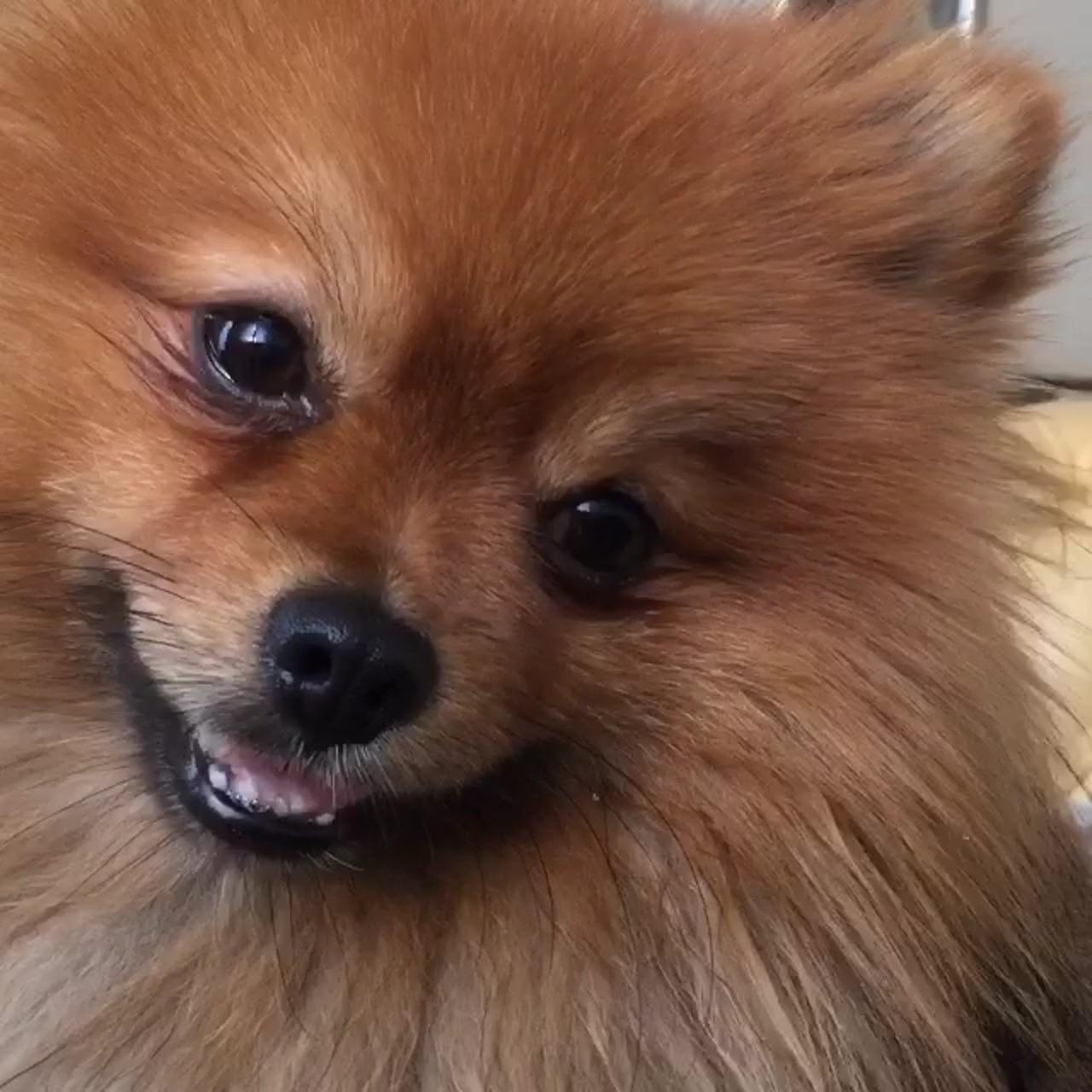 My pomeranian is smiling; cute dog