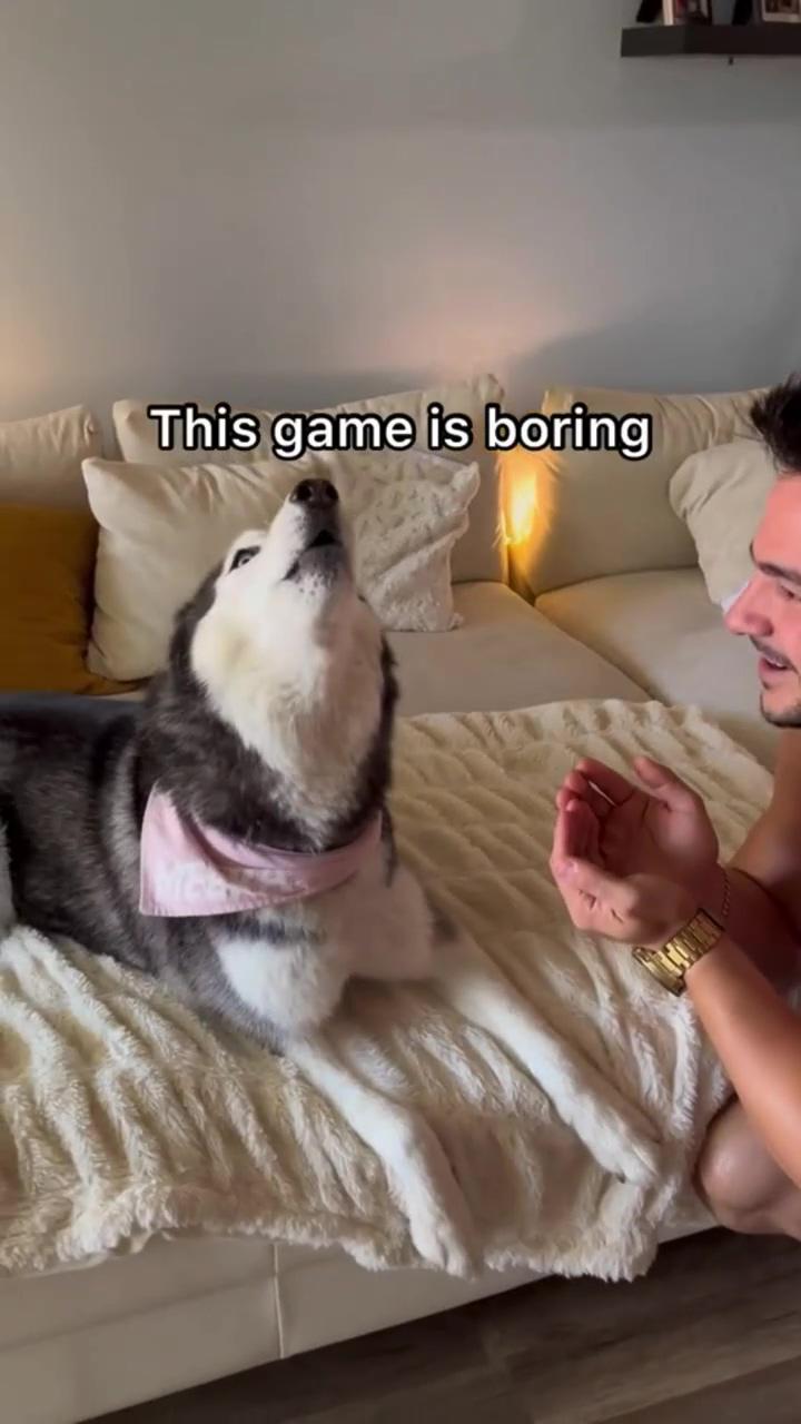 My talking husky wants to play this game; funny dogs video 2023