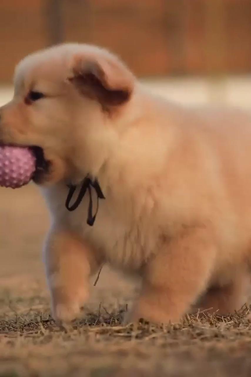 Need some joyful little ones in your day of course you do; golden retriever puppy