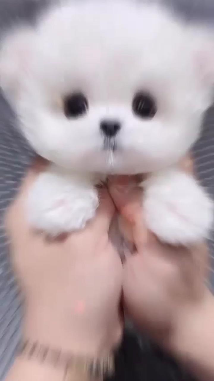 Nice haircut; cute teacup puppies