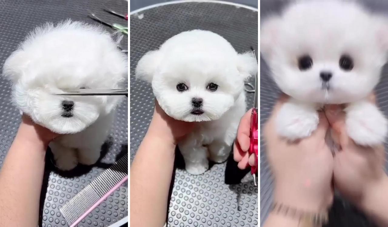 Nice haircut; cute teacup puppies