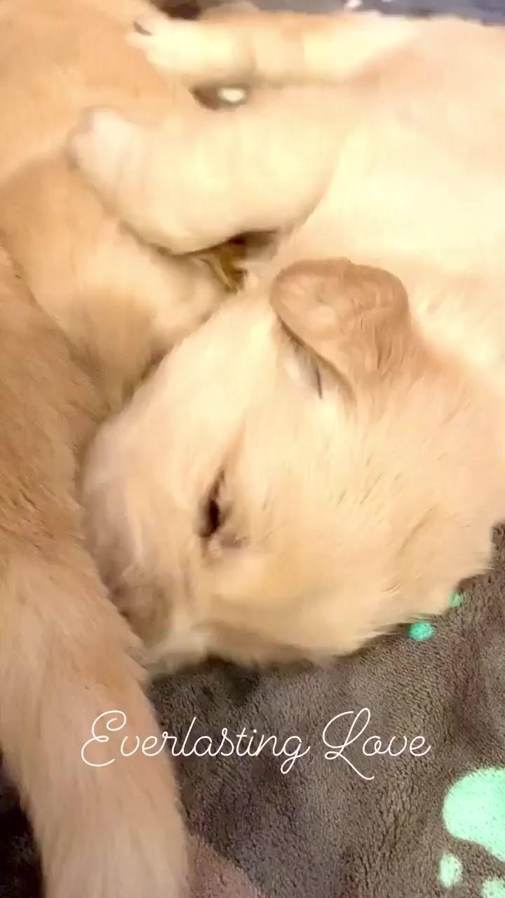 Nothing like golden puppies; i'm a good boi i swear