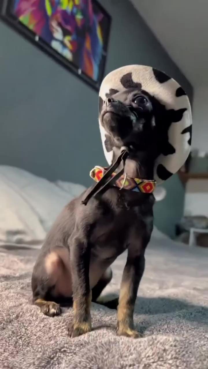 Omg great hat ; chihuahua dog