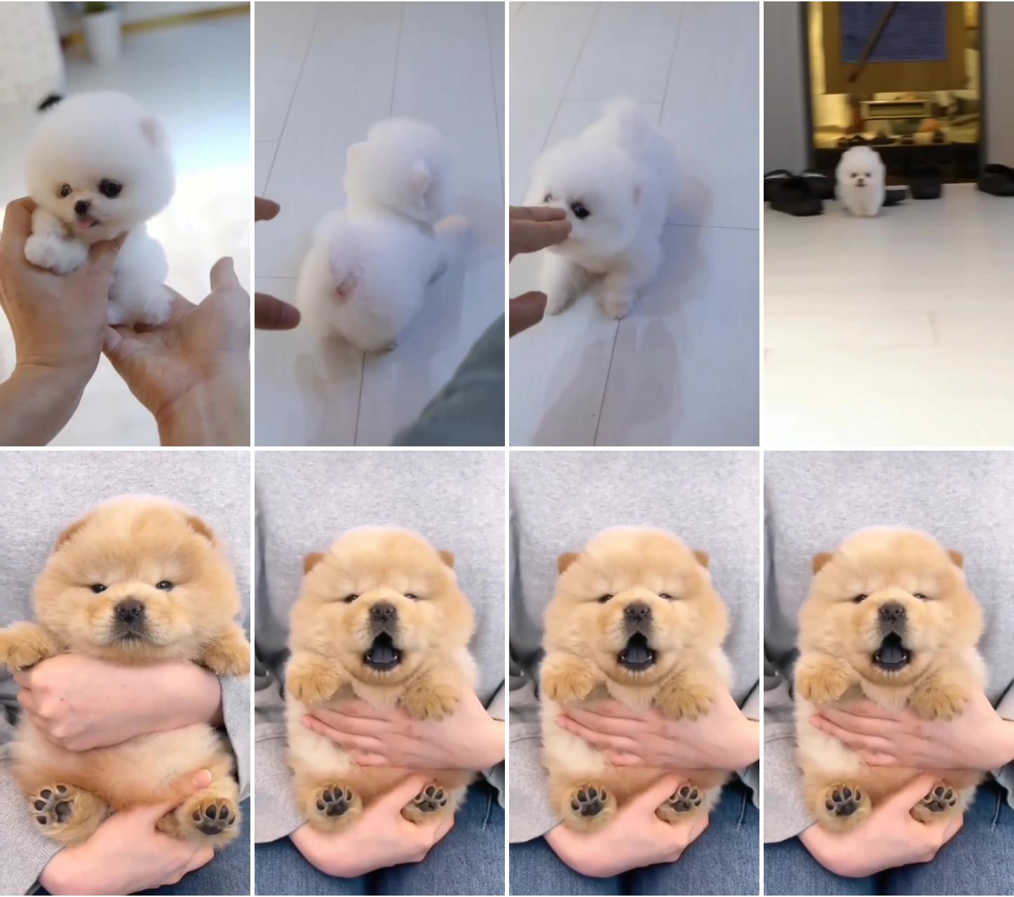 Omg look at this little teddy bear pom baby; so cute puppy 