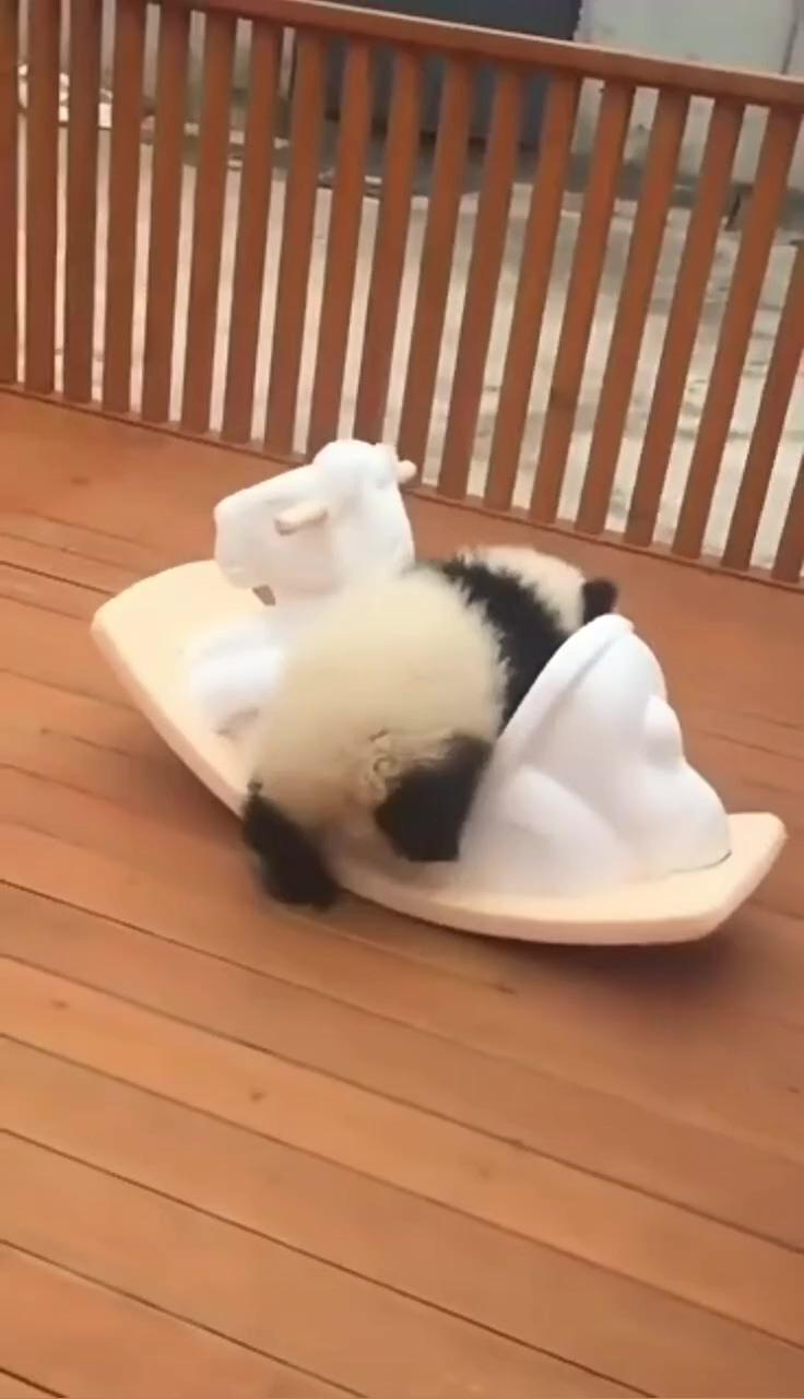 One love; cute panda baby