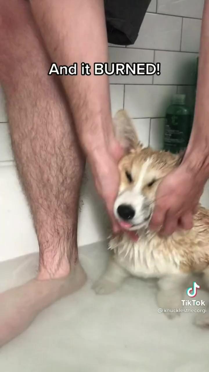 Ouch the bubbles | corgi gets traumatized