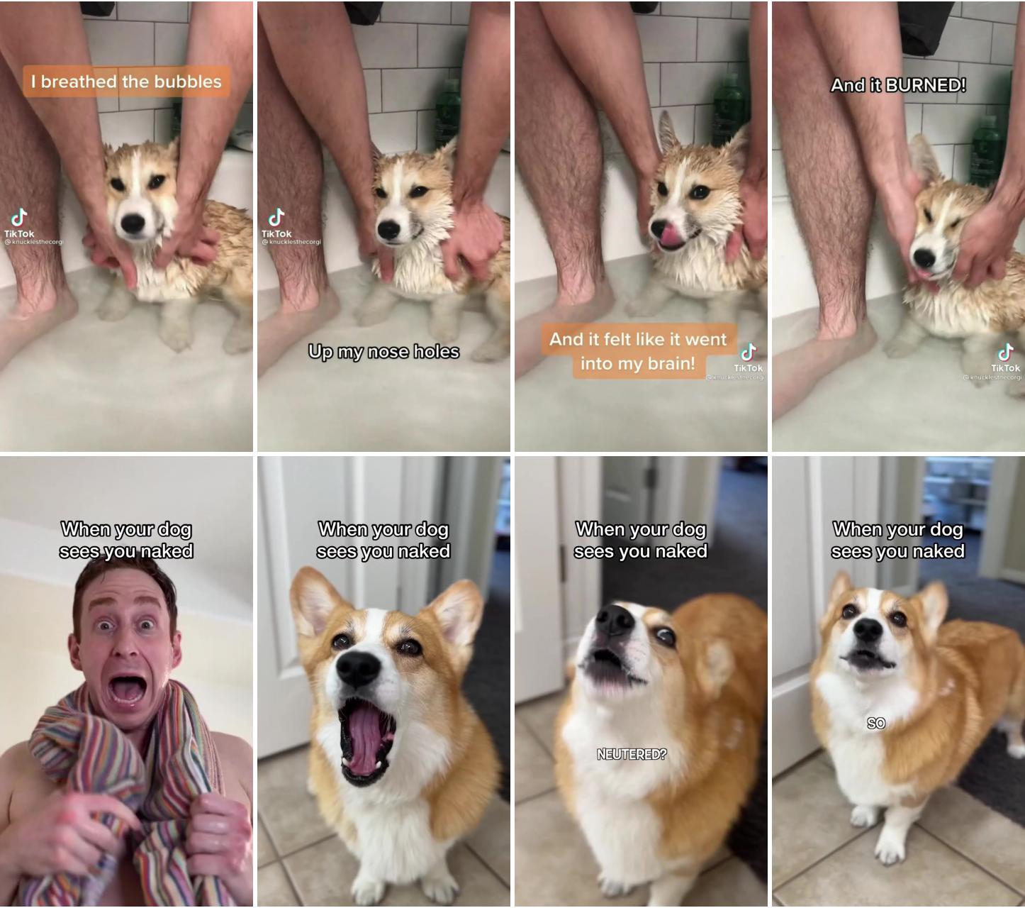 Ouch the bubbles; corgi gets traumatized
