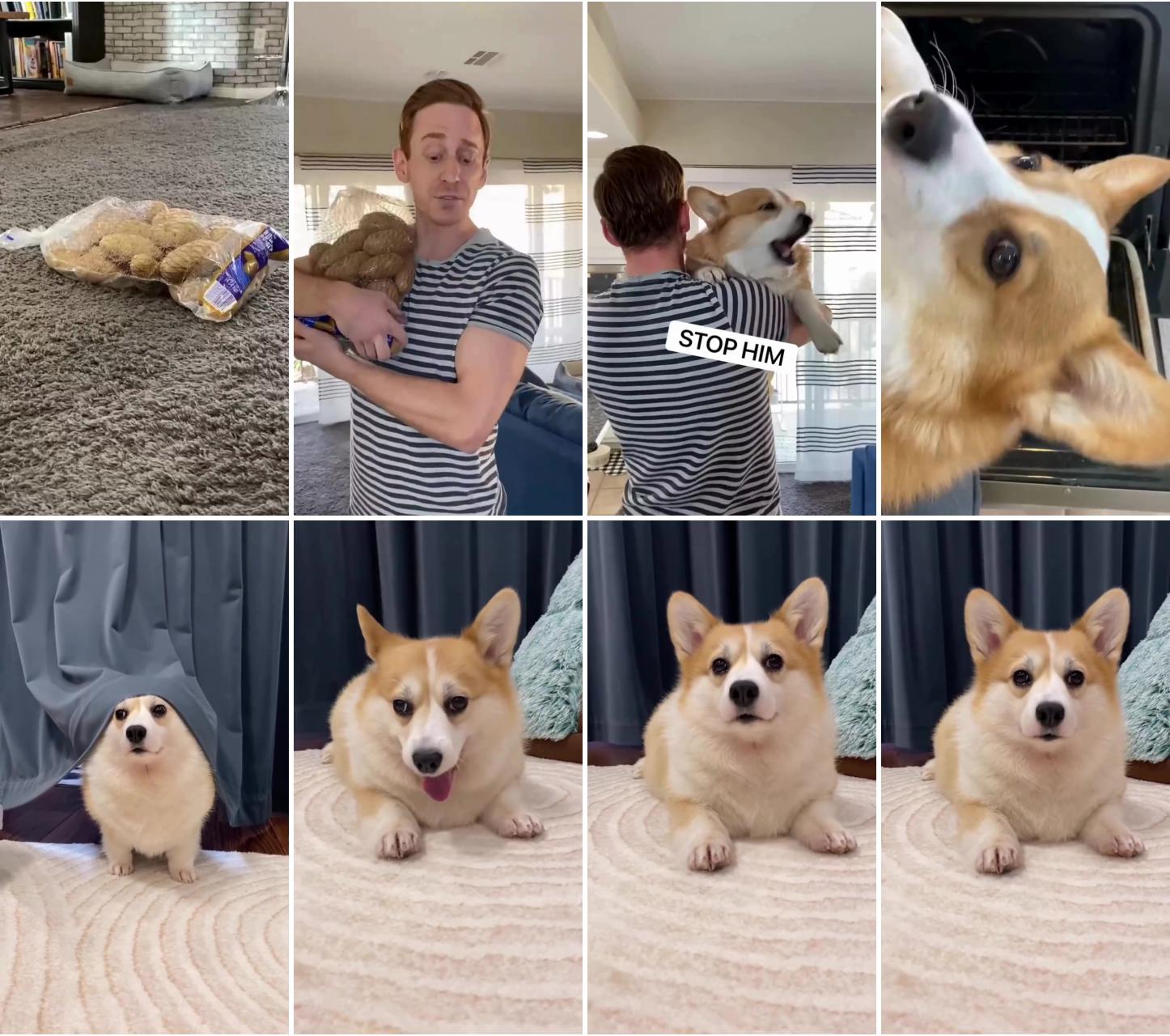 Paw-some picasso: painting your pup's world with artistic accessories; adorable corgi puppy's heartwarming playtime: cute moments under the curtain with mom 