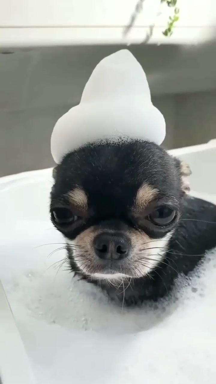 Pawfume's veterinary formula dog shampoo and conditioner; cute small animals