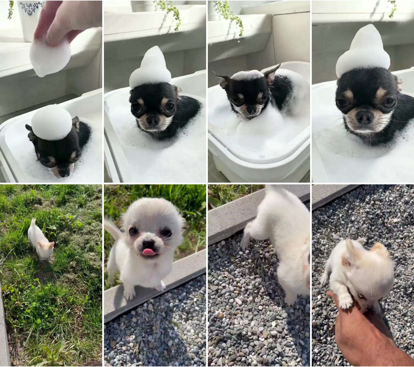 Pawfume's veterinary formula dog shampoo and conditioner; introducing muji
