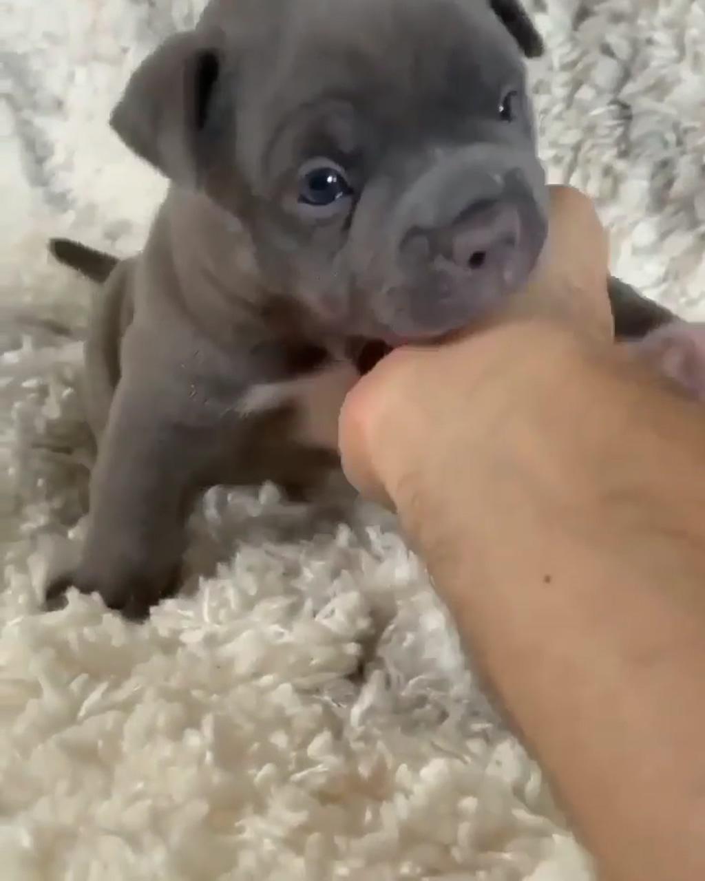 Pitbull; cute animals images