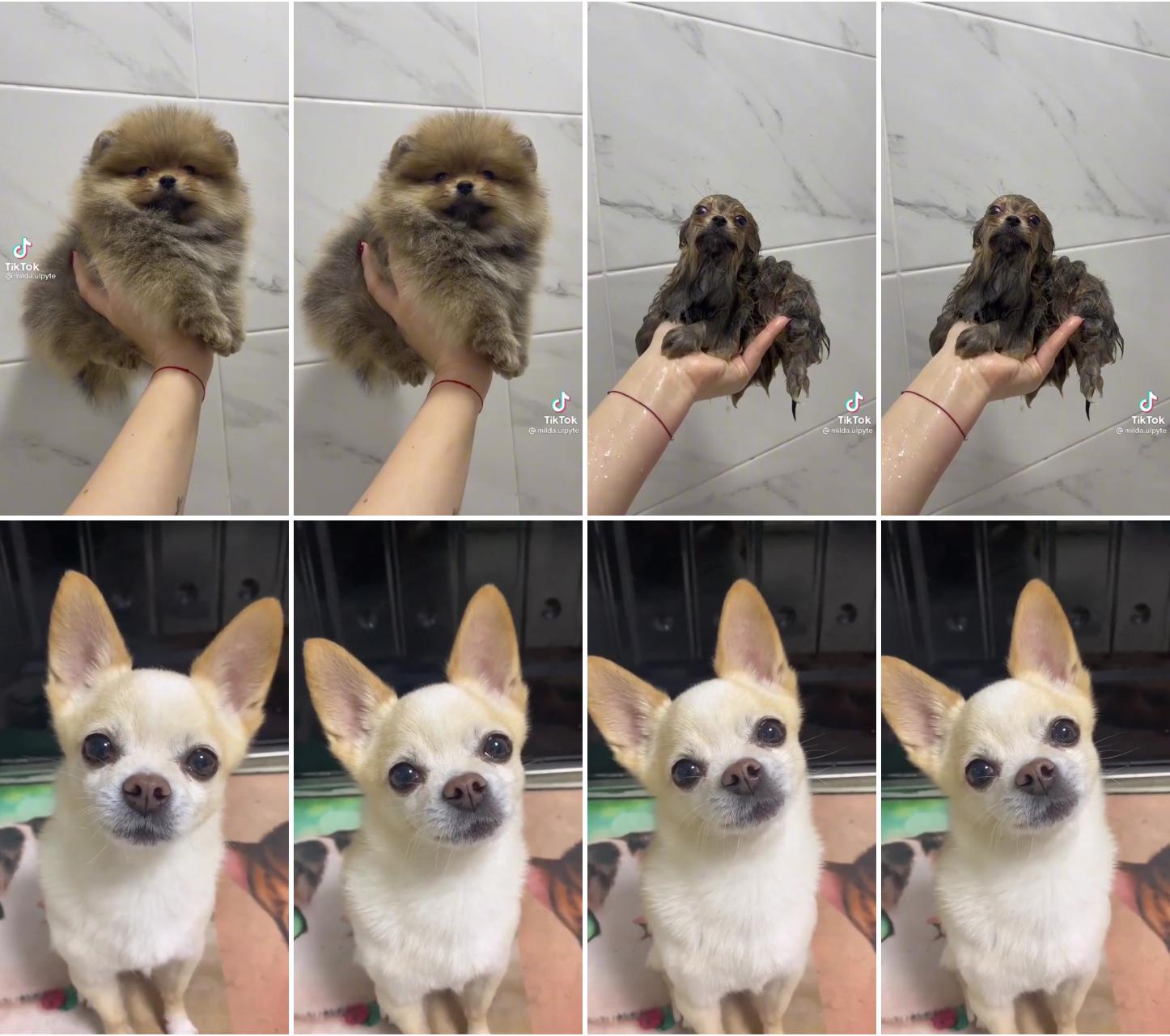 Pom transforms into baby seal, a de-floofed baby otter in the pom of your hand; so cute chihuahua