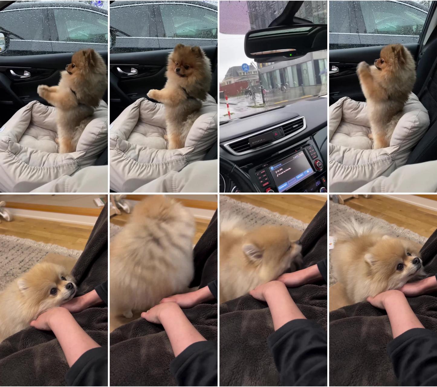 Pomeranian bliss: adorable puppy enjoys a car ride, cute dog video; adorable pomeranian puppy begs for treats from dad, cute dog video pin 