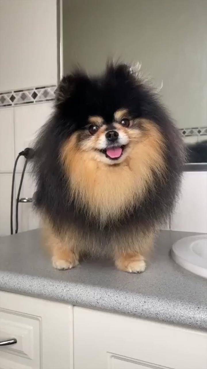 Pomeranian loves getting a bubble bath, dog grooming tips, dog lovers, adorable dogs; dogs