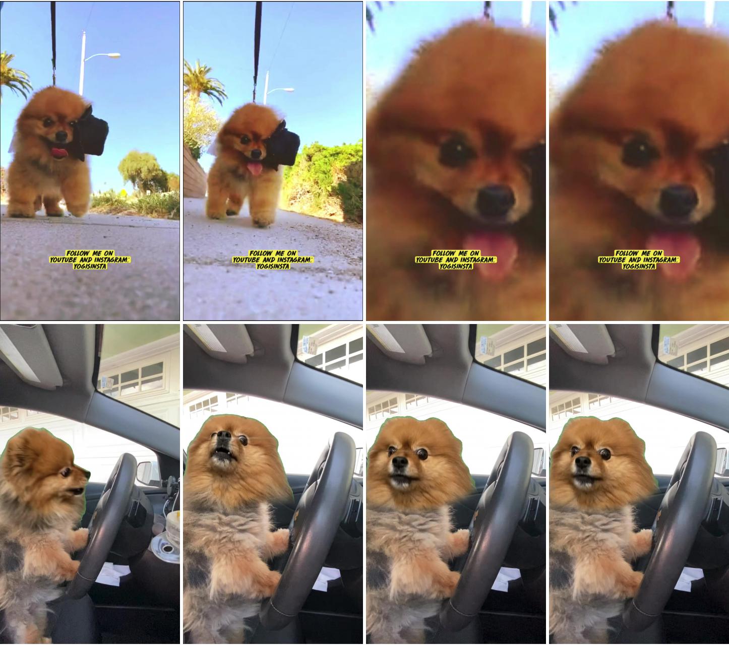 Pomeranian playing squid game; cute dog driver 