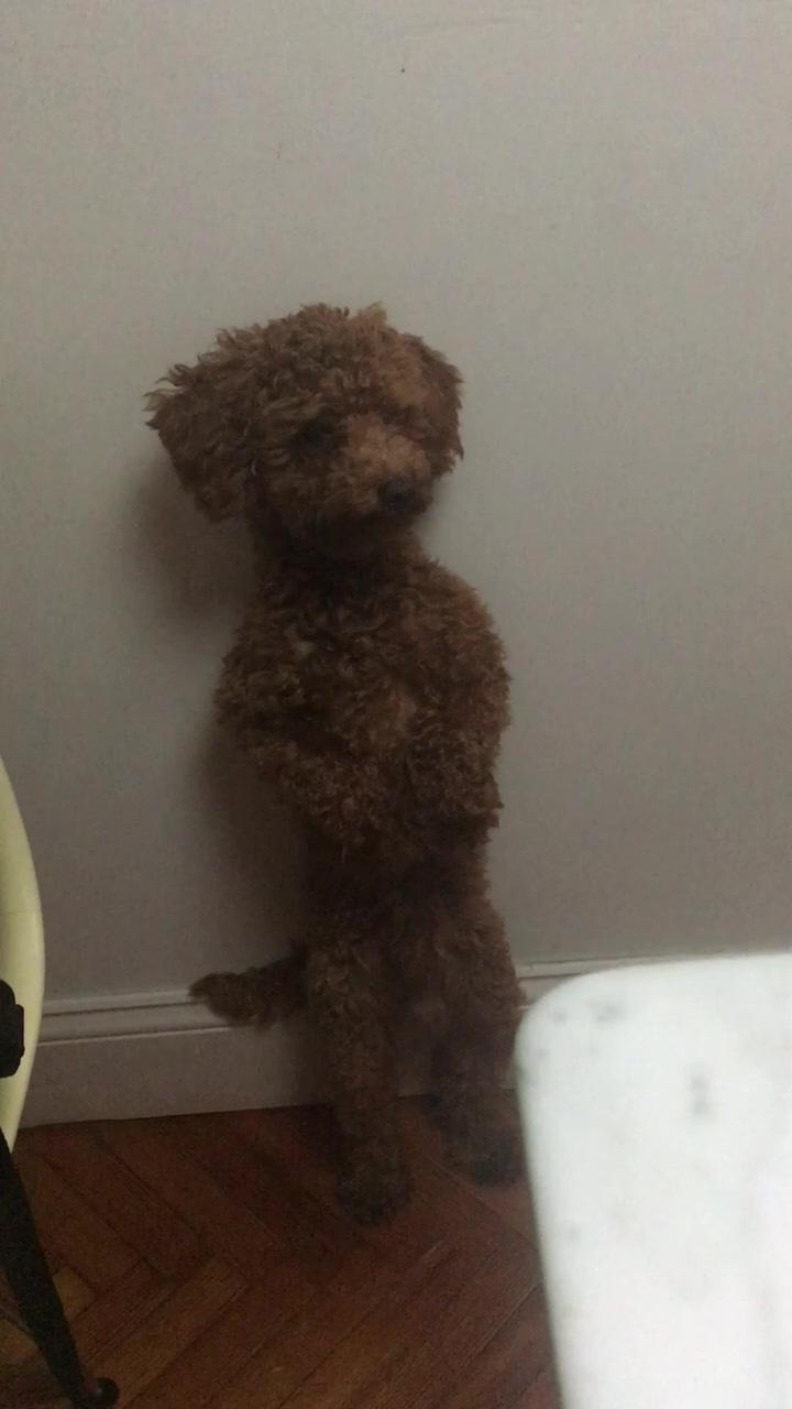 Poodle stands up on his own two legs; golden retriever loves carrots