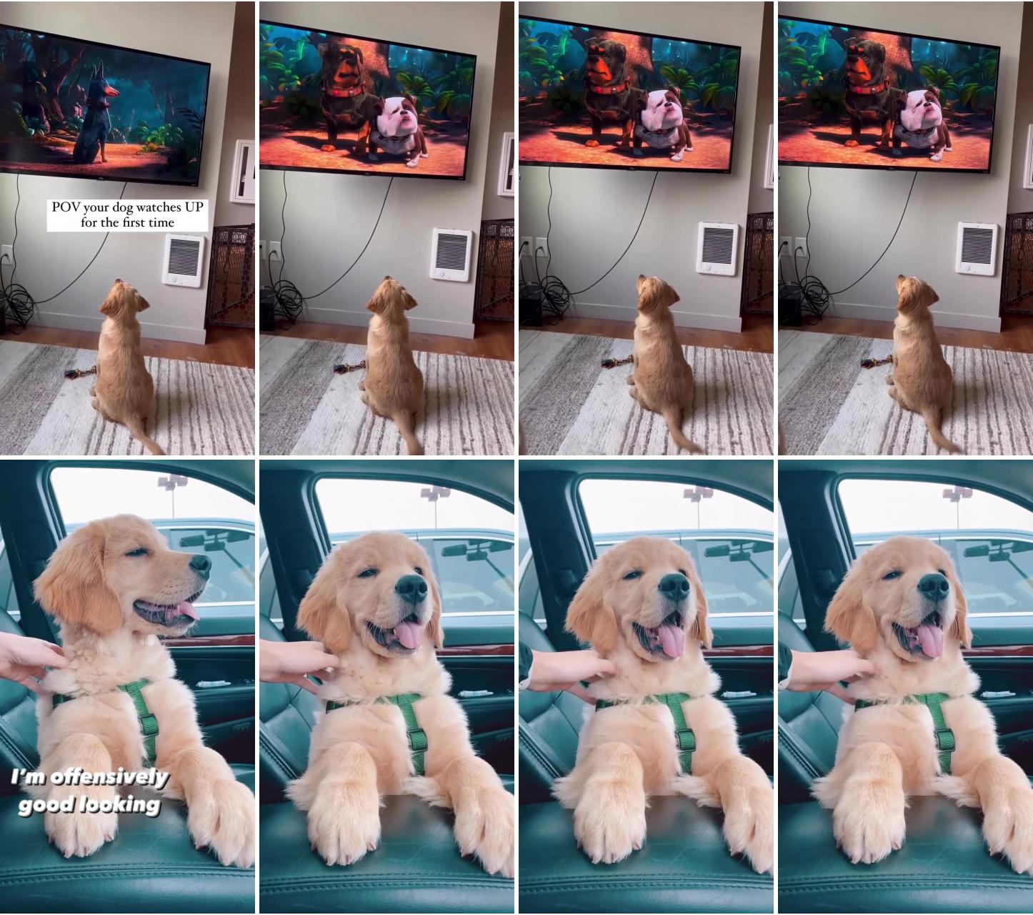 Pov your dog watches up for the first time; yes yes i am, and also too cute